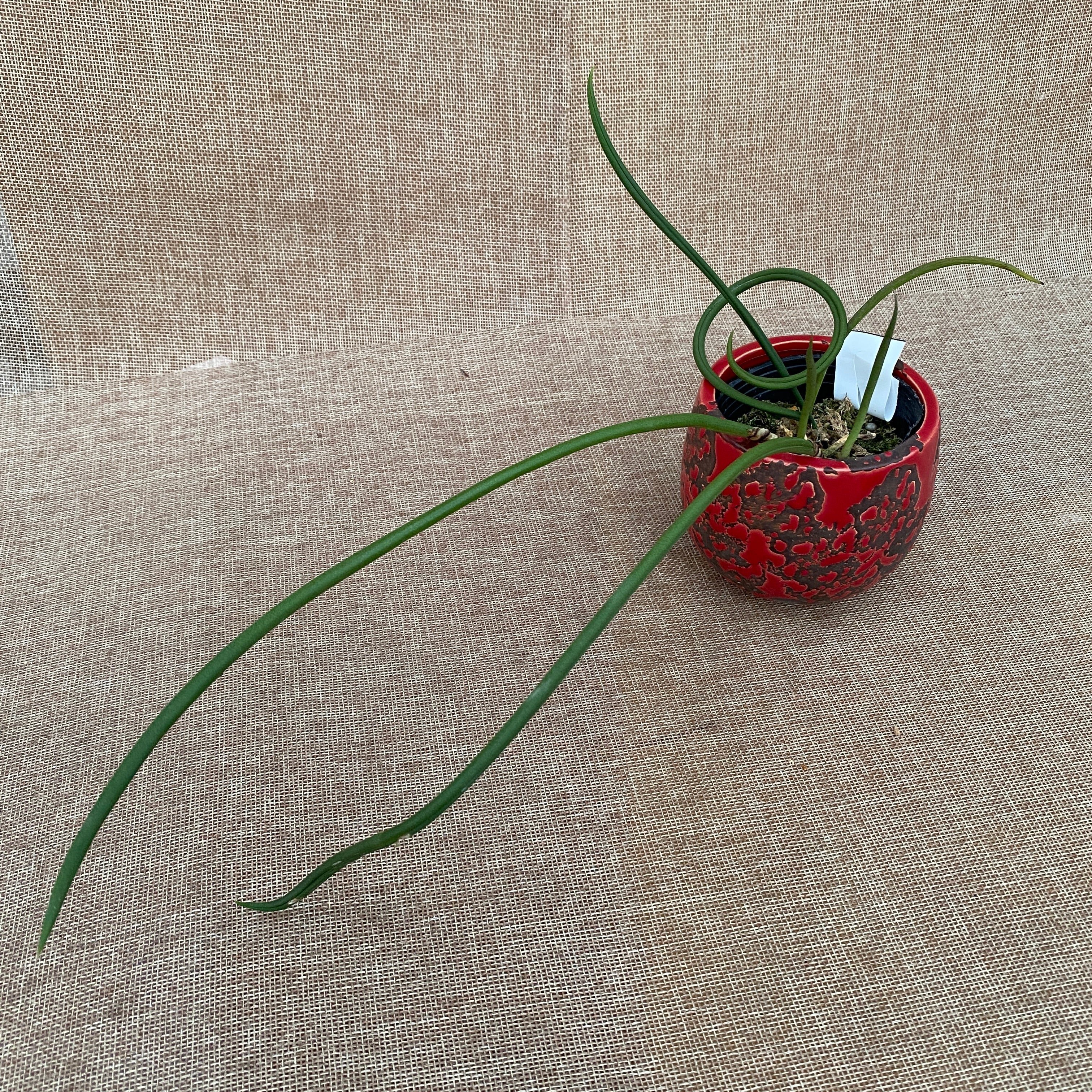 Trichocentrum stacyi