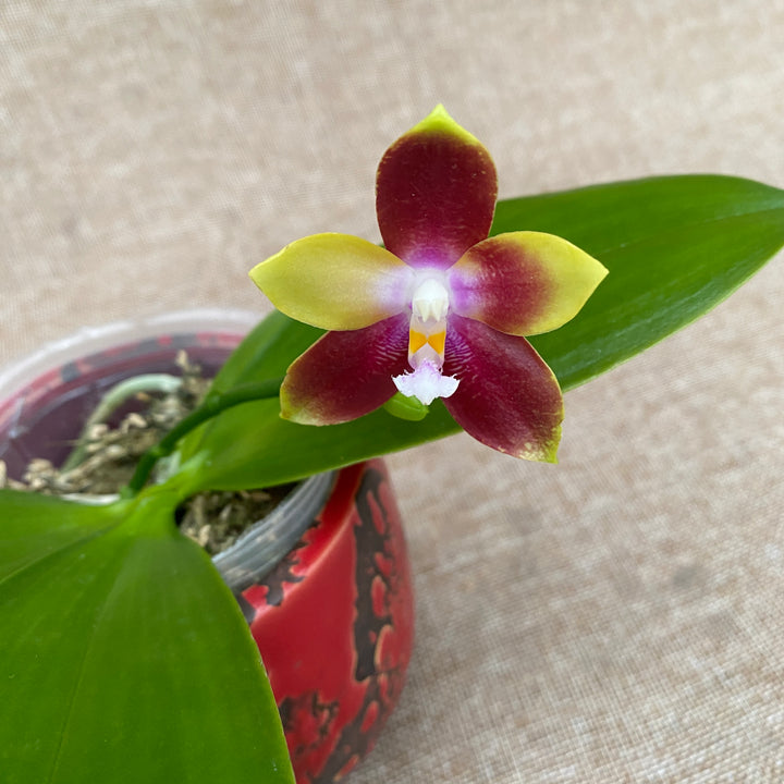 Phalaenopsis Tying Shin Fly Eagle