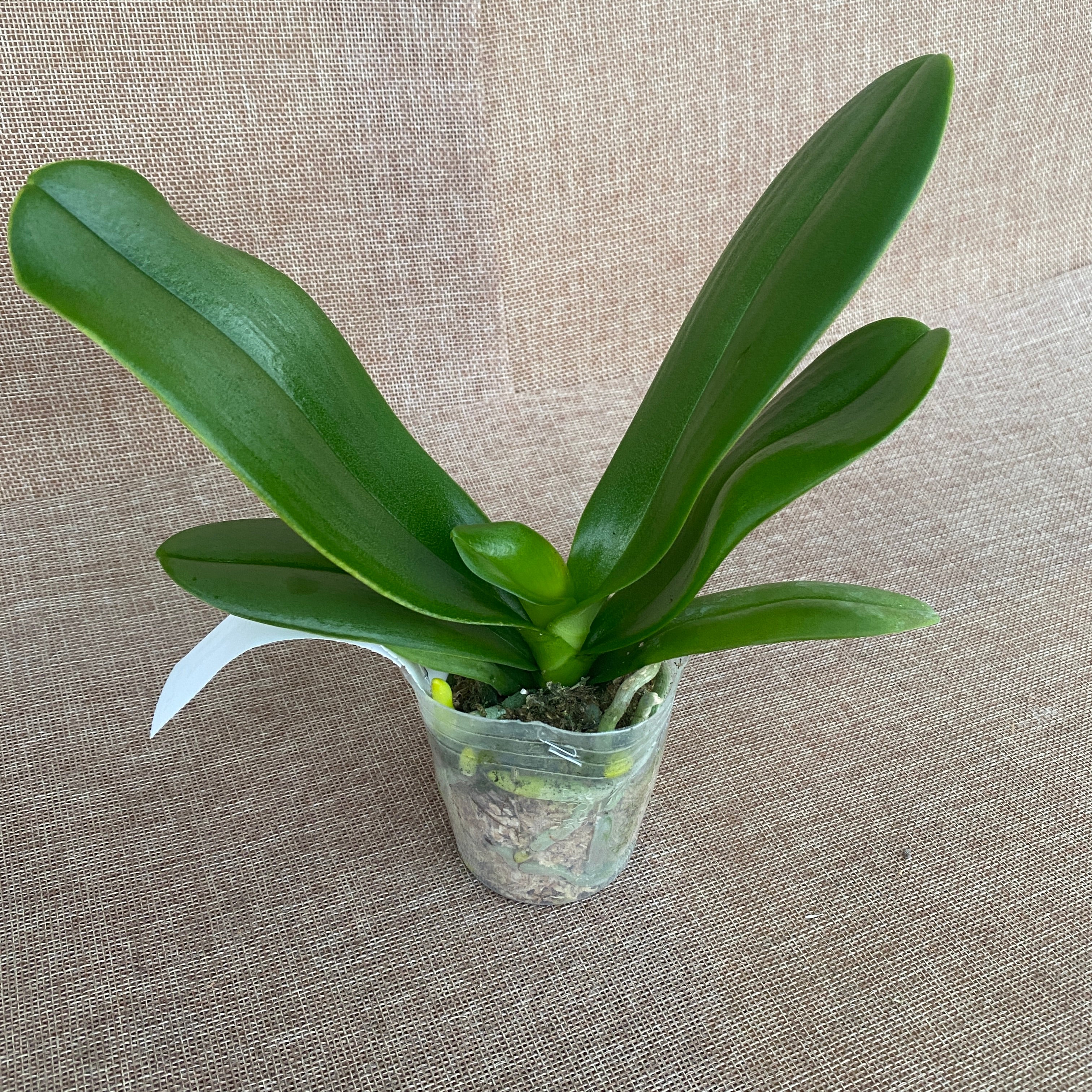 Phalaenopsis Younghome Purple Pinky