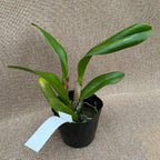 Rlc. Chomthong Delight 'Big Red Lip' - vonné květy XL