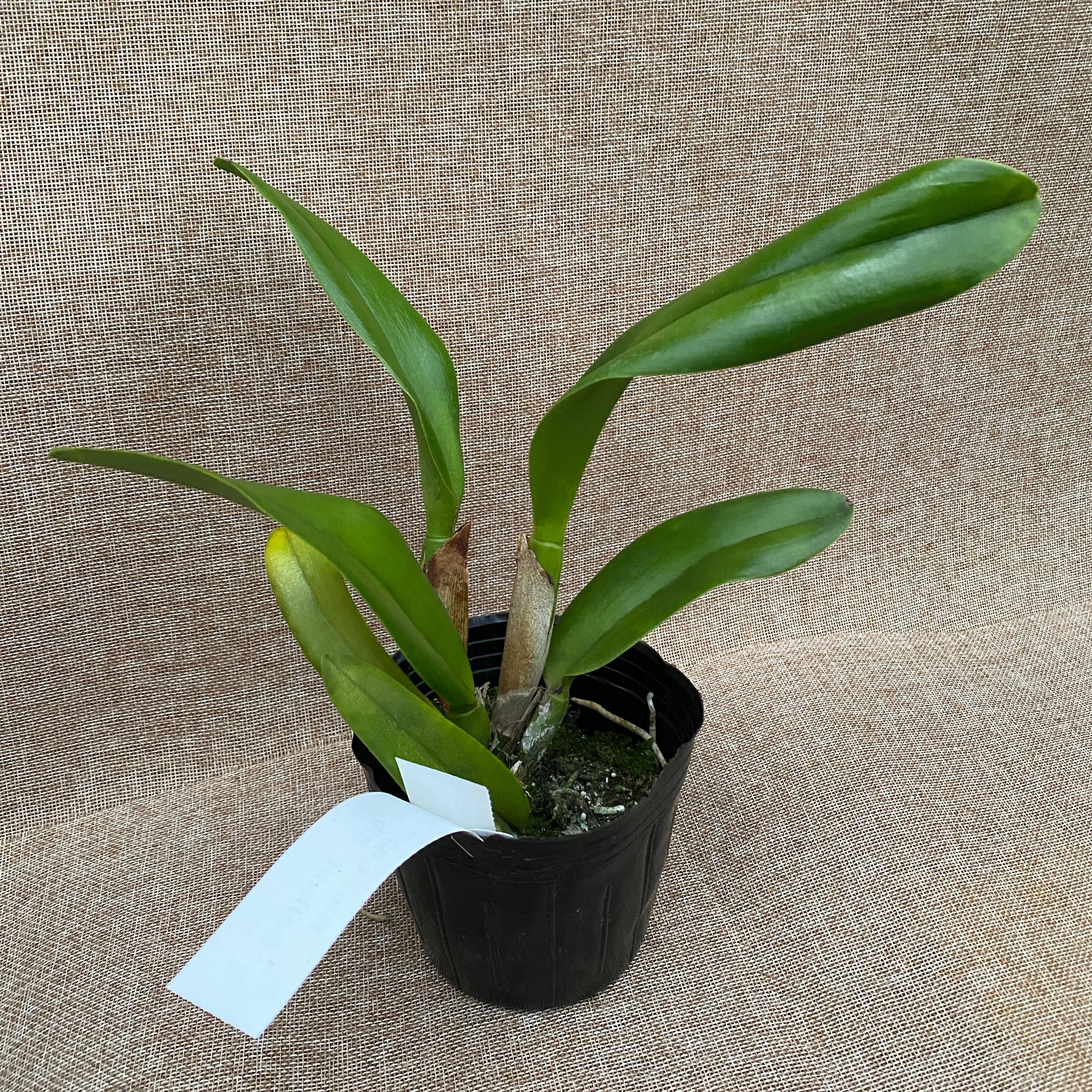 Rlc. Chomthong Delight 'Big Red Lip' - XL geurende bloemen