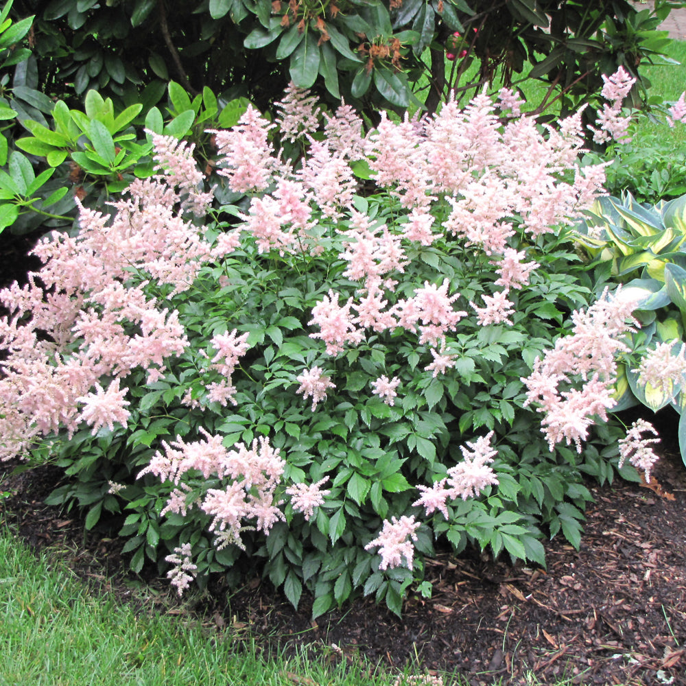 Astilbe Peach Blossom