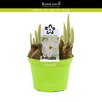 Narcise cu flori mari parfumate - Narcissus 'Geneve'