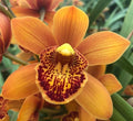 Cymbidium Enzan Forest 'Majolica'