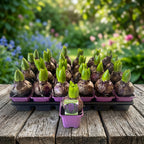Fioletowe hiacynty - Hyacinthus orientalis 'Woodstock'