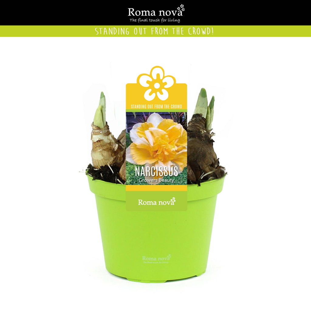 Narcise cu floare dubla - Narcissus 'Growers Beauty'