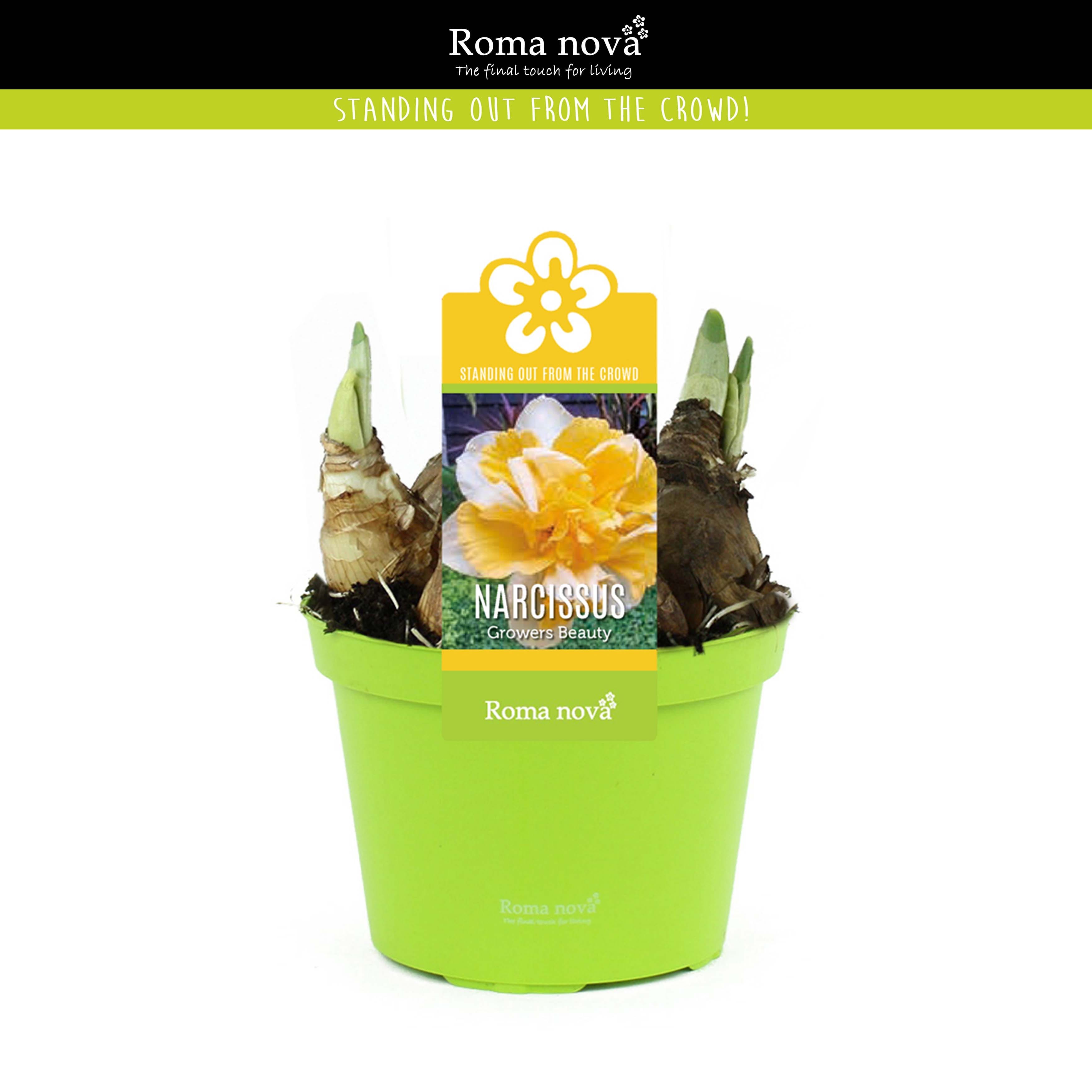 Narcise cu floare dubla - Narcissus 'Growers Beauty'