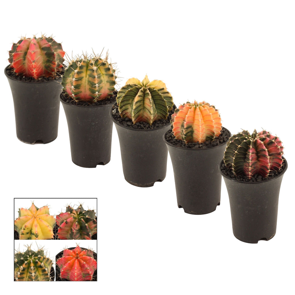 Gymnocalycium mihanovichii var. nichikii (Variegata)