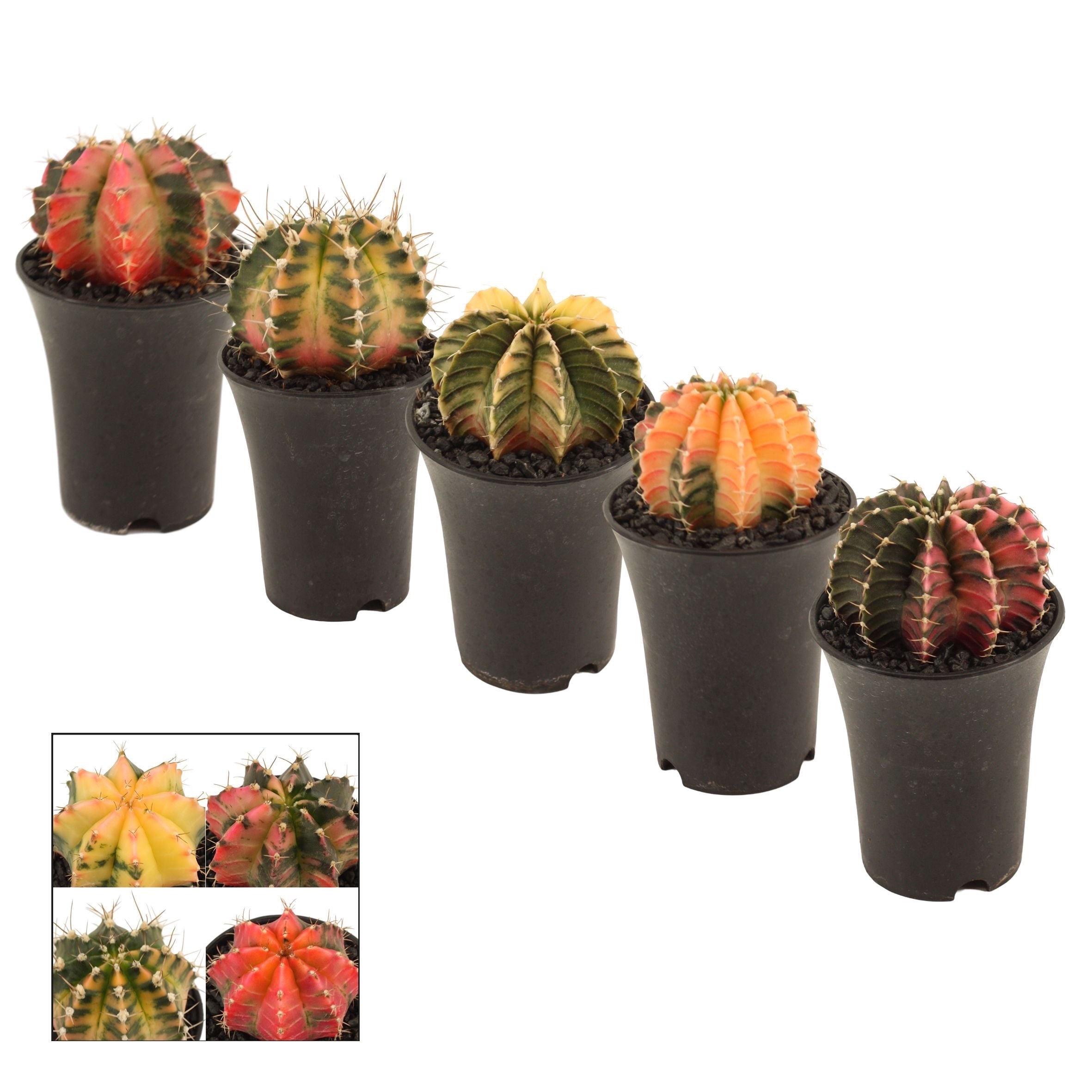 Gymnocalycium mihanovichii var. nichikii (Variegata)