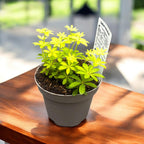 Galium odoratum