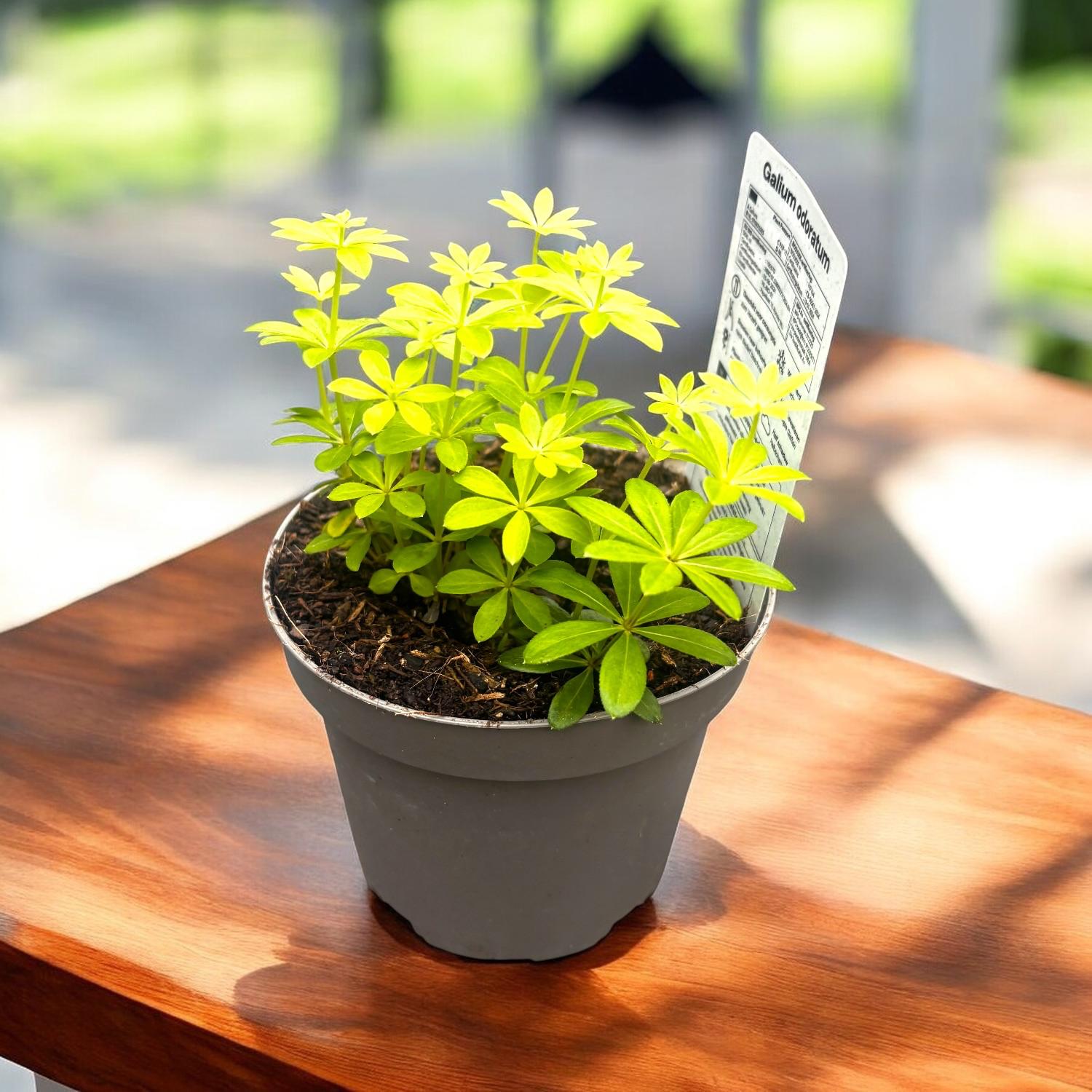 Galium odoratum