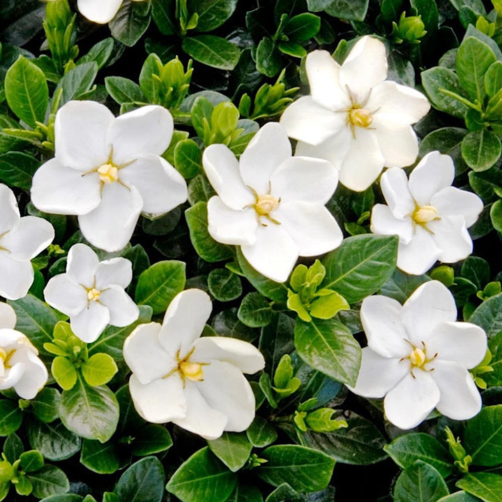 Gardenia jasminoides 'Kleim's Hardy'