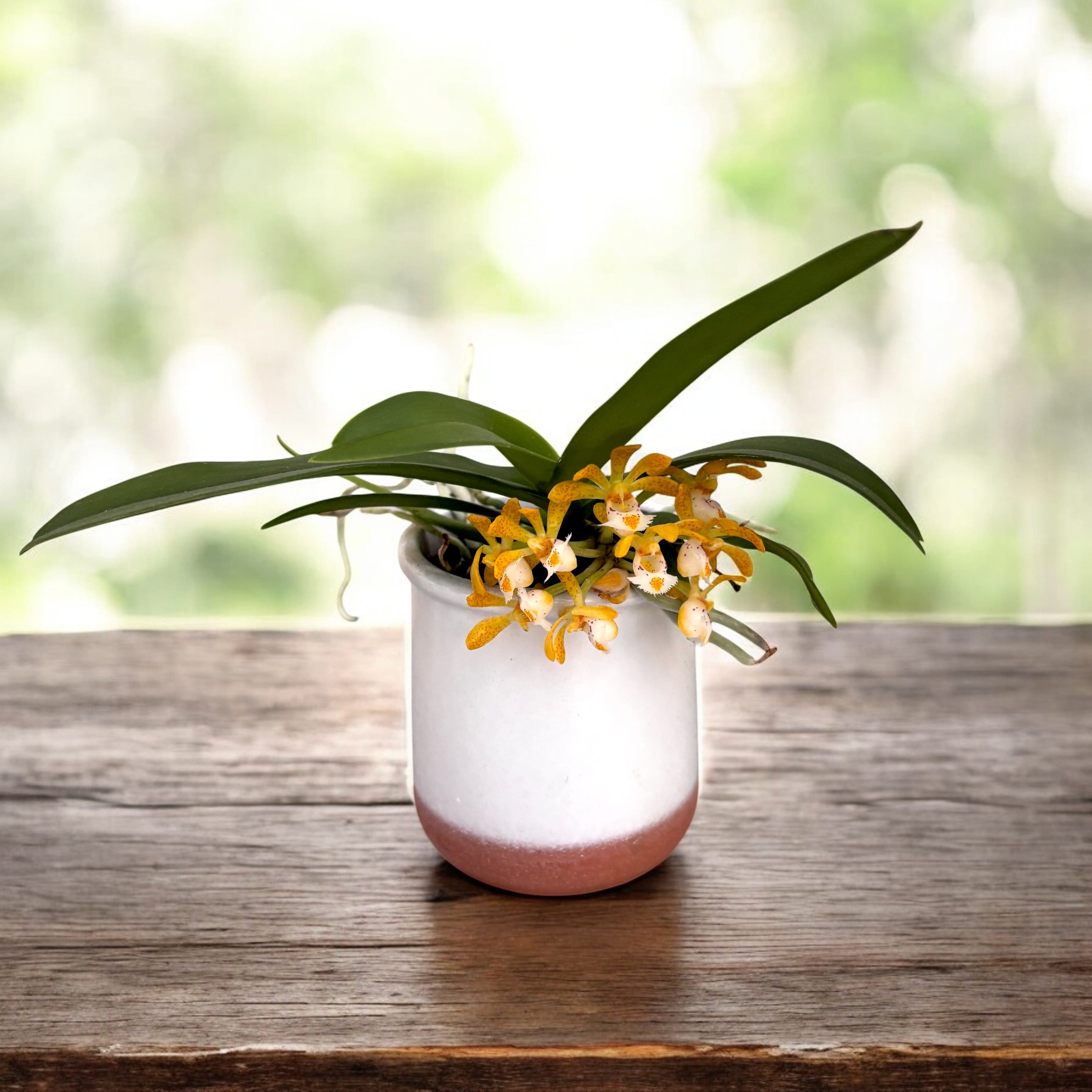 Gastrochilus acutifolius