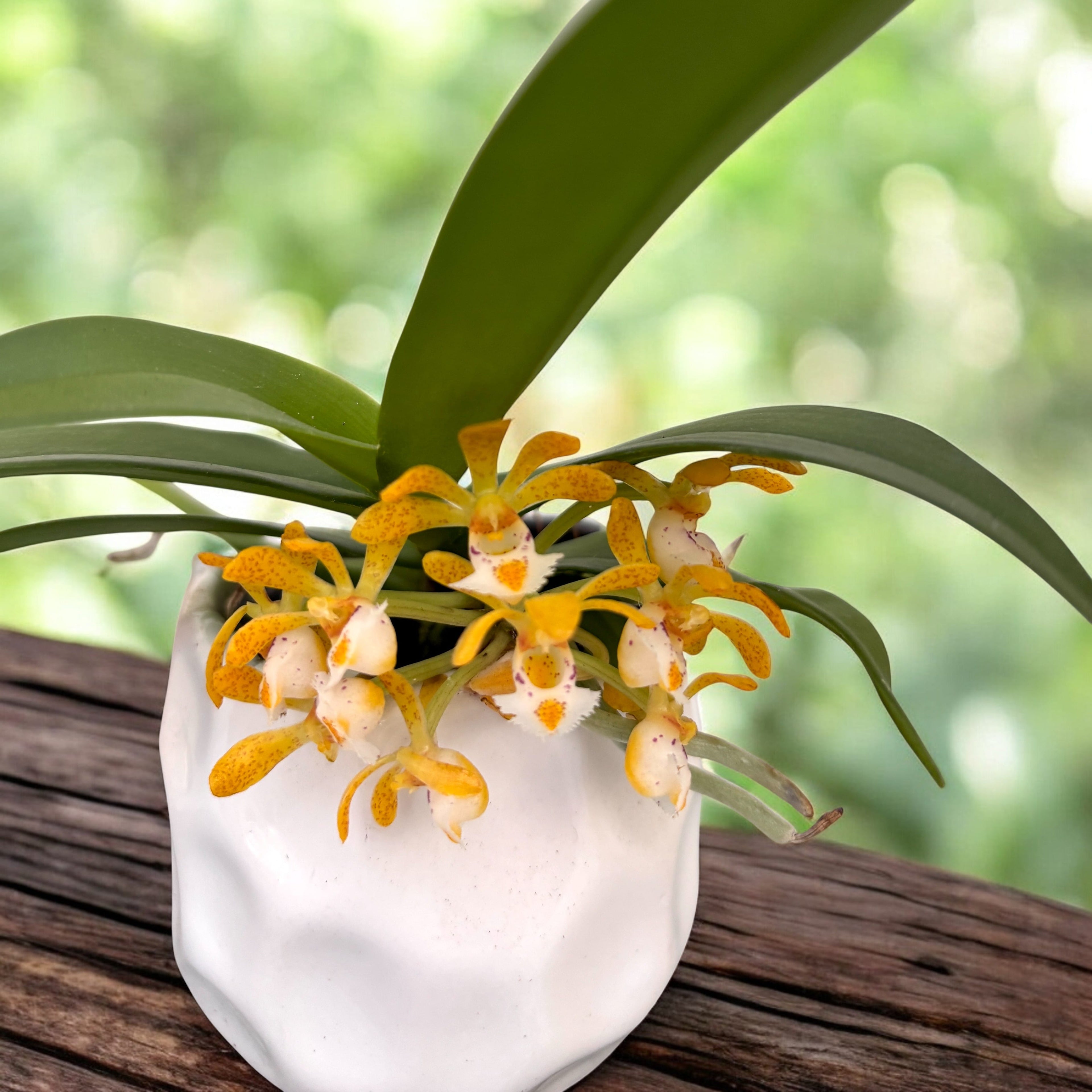 Gastrochilus acutifolius