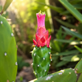 Opuntia cochenillifera - fruits comestibles