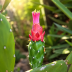 Opuntia cochenillifera - fruits comestibles