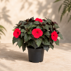 Achimenes 'Robin Rojo'