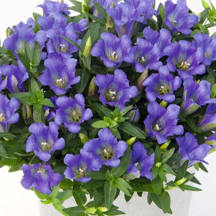 Gentiana scabra 'Luis Easy Blue'