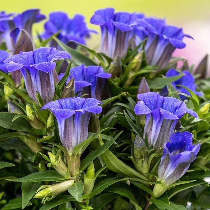 Gentiana scabra 'Rocky Diamond Blue Heart'