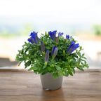 Gentiana scabra 'Luis Easy Blue'