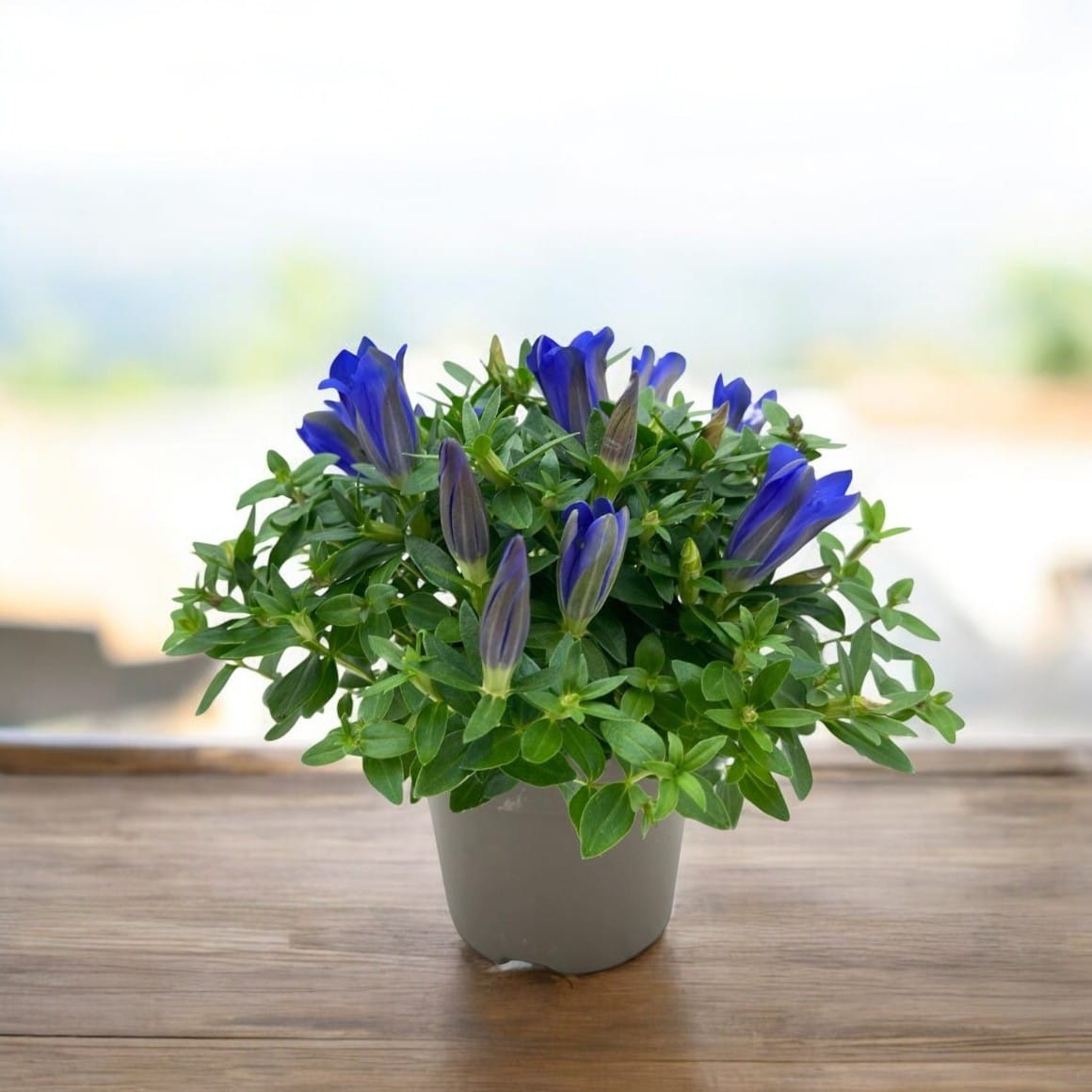 Gentiana scabra 'Luis Easy Blue'