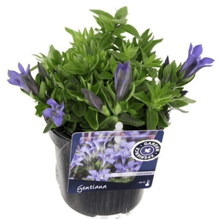 Gentiana septemfida var. lagodechiana