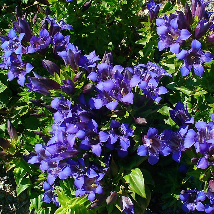 Gentiana septemfida var. lagodechiana