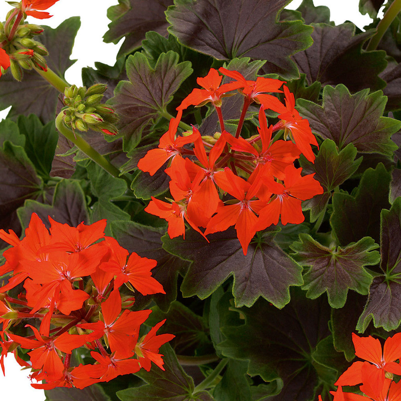 Muscate stelate - Pelargonium Fireworks 'Chocolate'