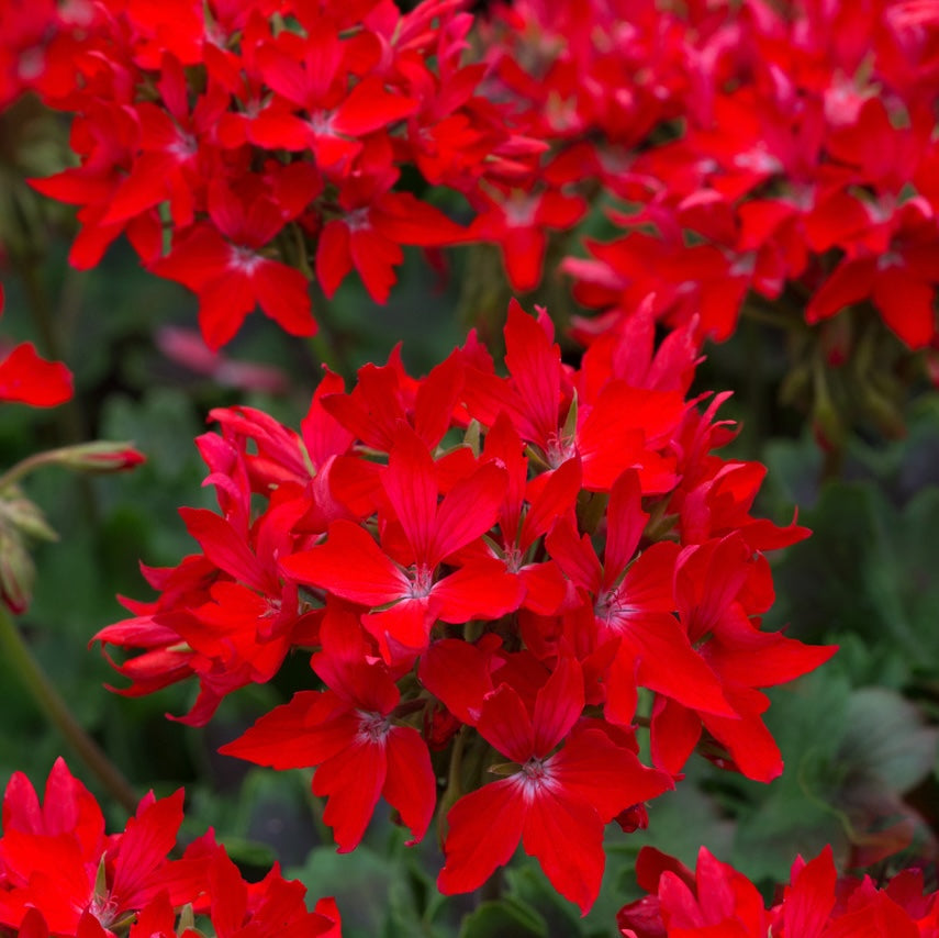 Punaiset tähtimuskaatit - Pelargonium Fireworks 'Scarlet'
