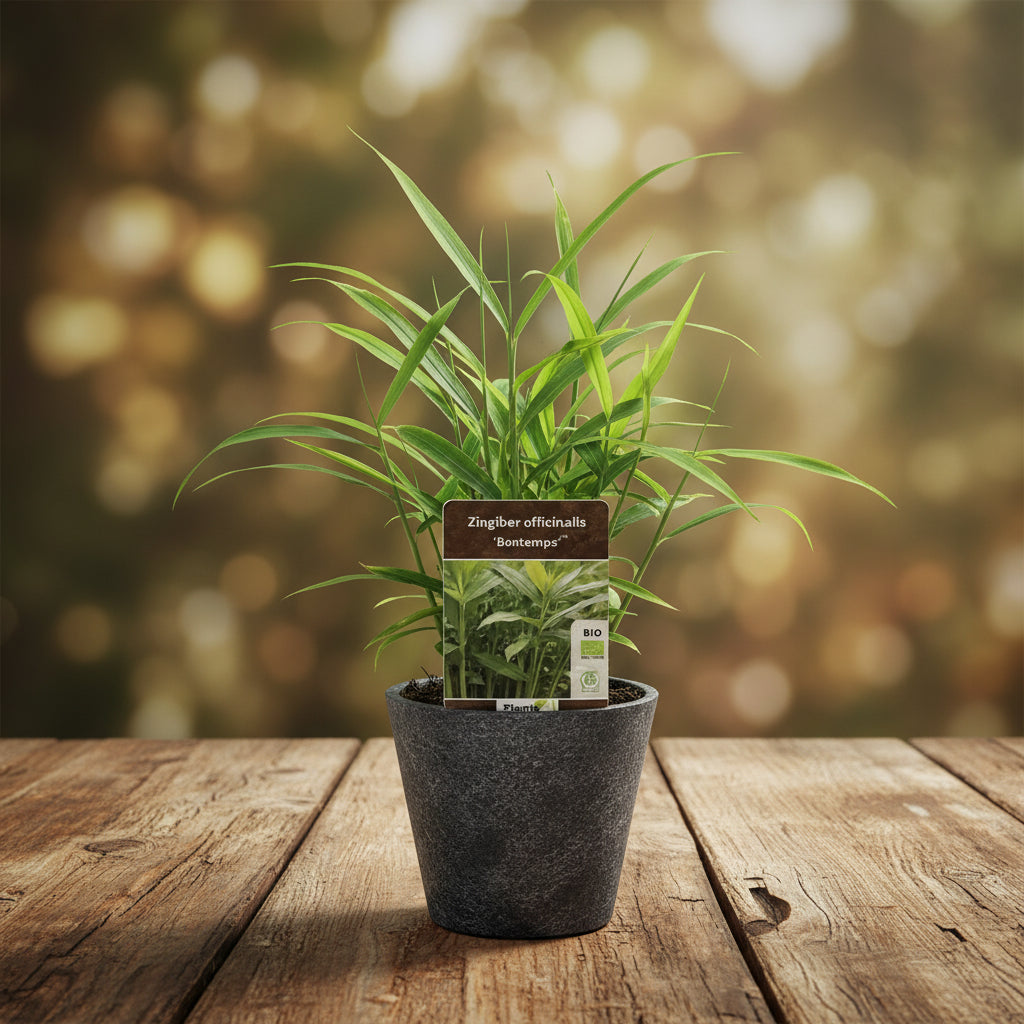 Ghimbir - Zingiber officinale 'Bontemps'