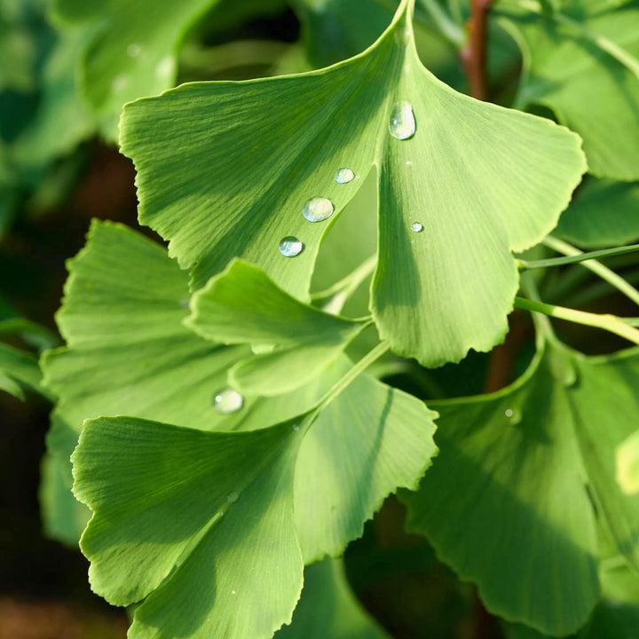 Ginkgo biloba - Arborele pagodelor