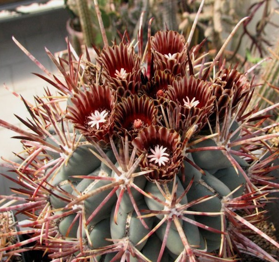 Glandulicactus mathssonii