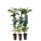 Glicina americana - Wisteria frutescens 'Longwood Purple' (flori parfumate)