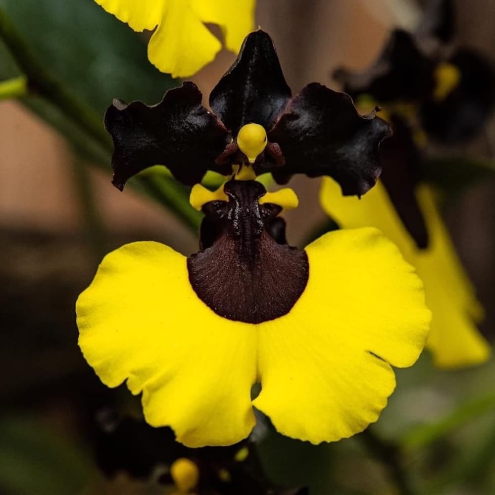 Gomesa Jiaho Queen (Oncidium Sabine Meyer)