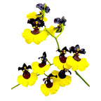 Gomesa Jiaho Queen (Oncidium Sabine Meyer)