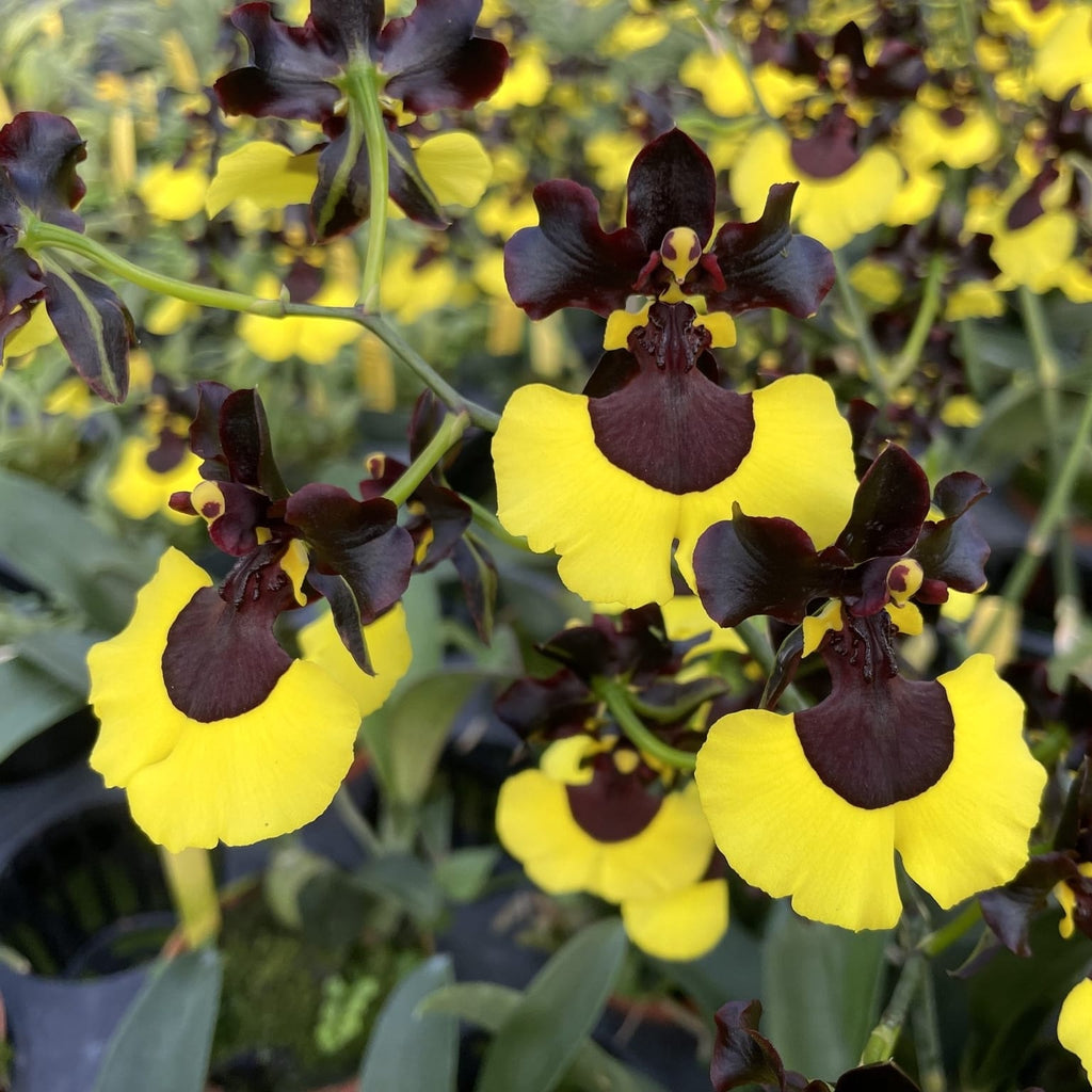 Gomesa Jiaho Queen (Oncidium Sabine Meyer)