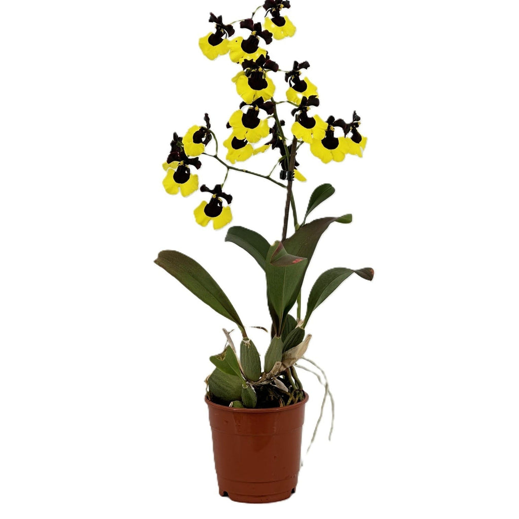 Gomesa Jiaho Queen (Oncidium Sabine Meyer)