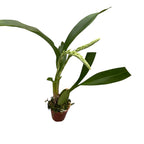 Gomesa crispa *parfumée
