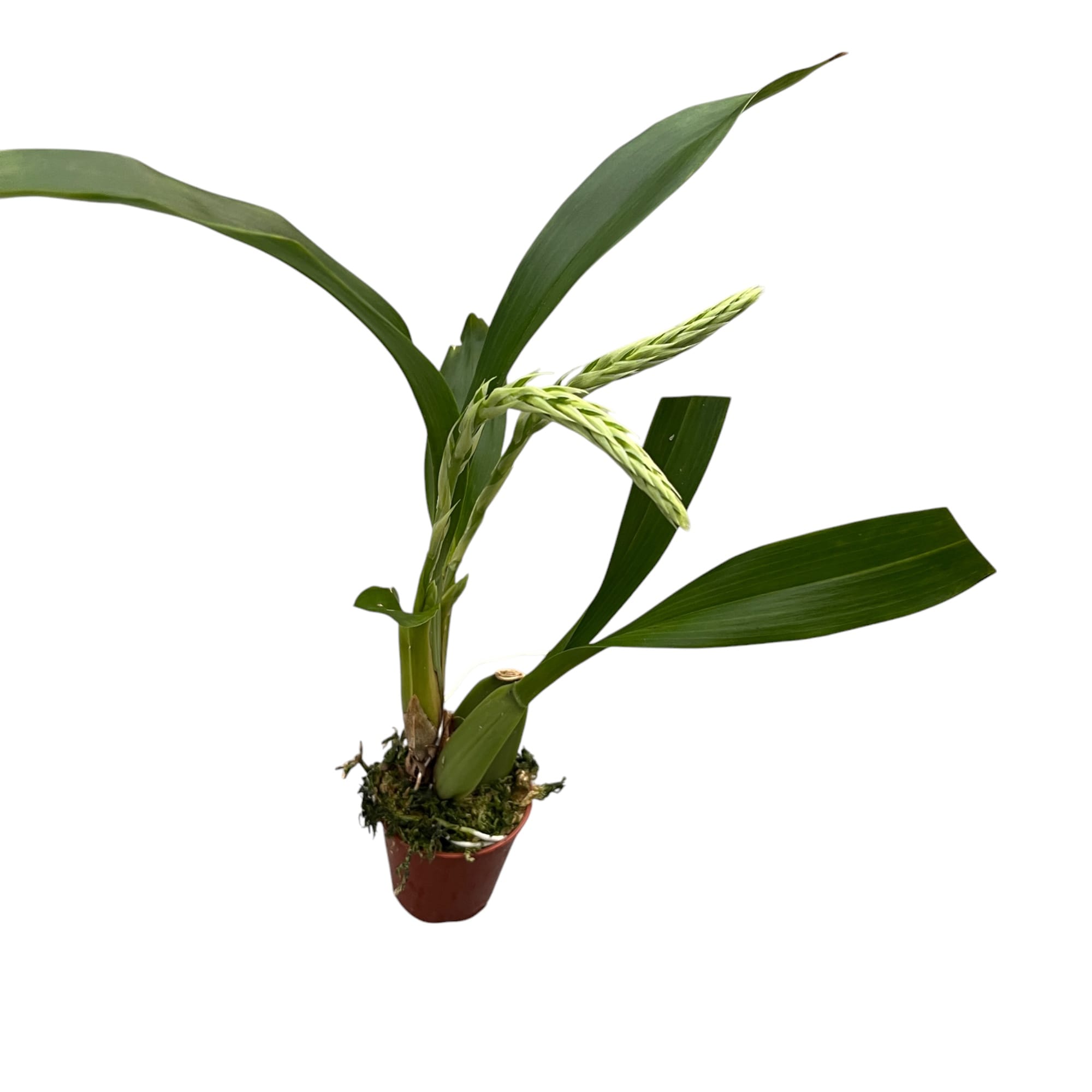 Gomesa crispa *parfumée