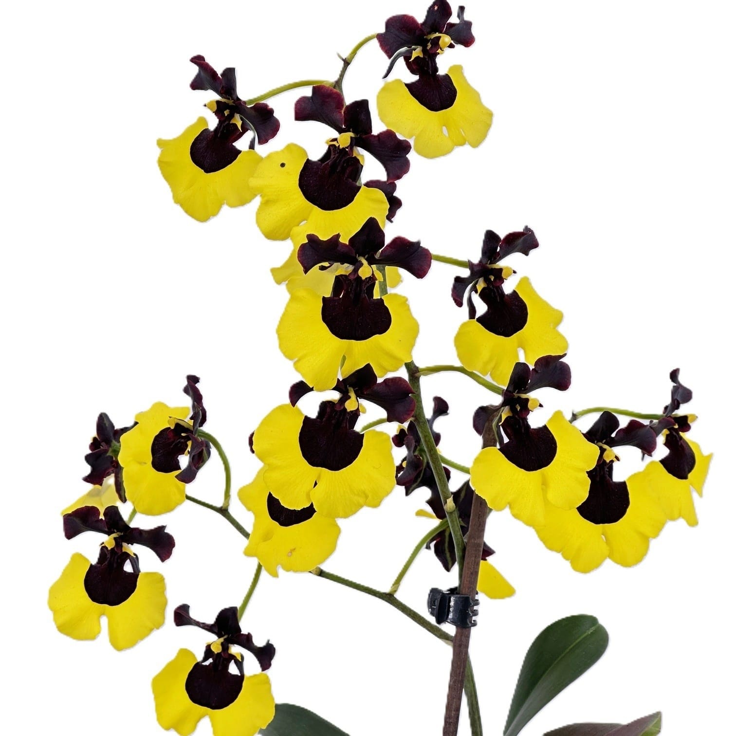 Gomesa Jiaho Queen (Oncidium Sabine Meyer)