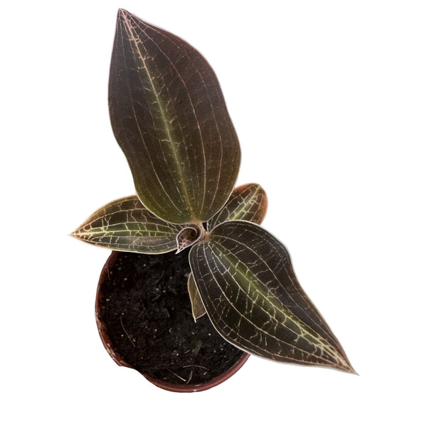 Goodyera hispida variation (Jewel Orchid)