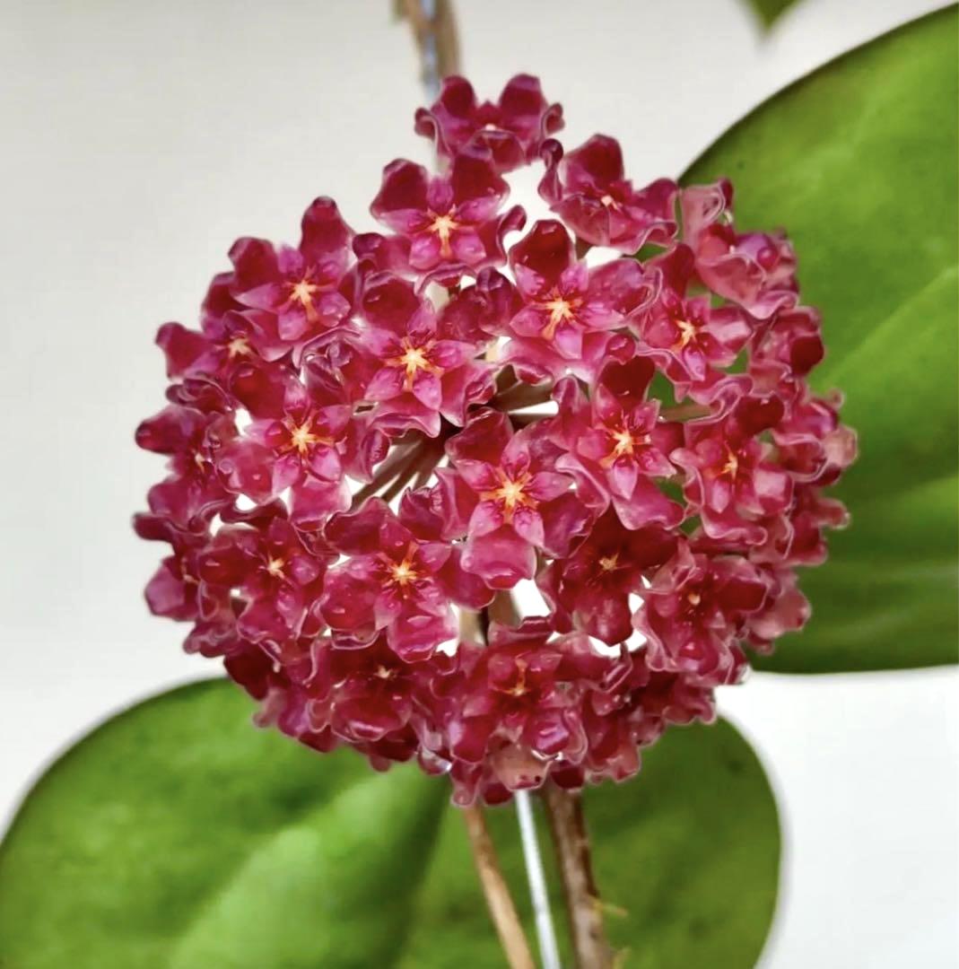 Hoya glabra