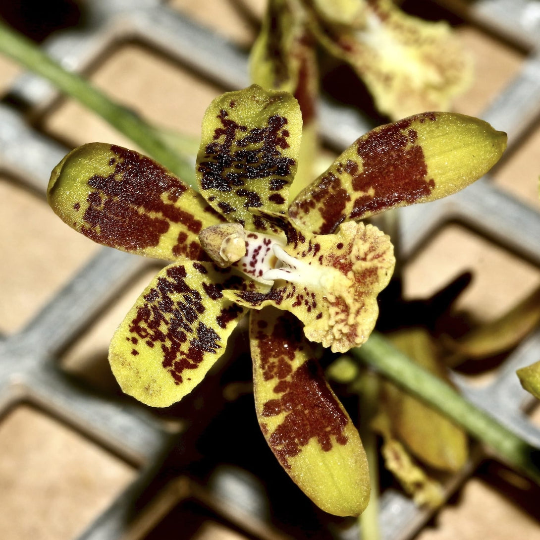 Graphorkis Scriptum Graphorkis concolor var. alphabetica - flori parfumate – Floraria ...