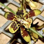 Graphorkis concolor var. alphabetica