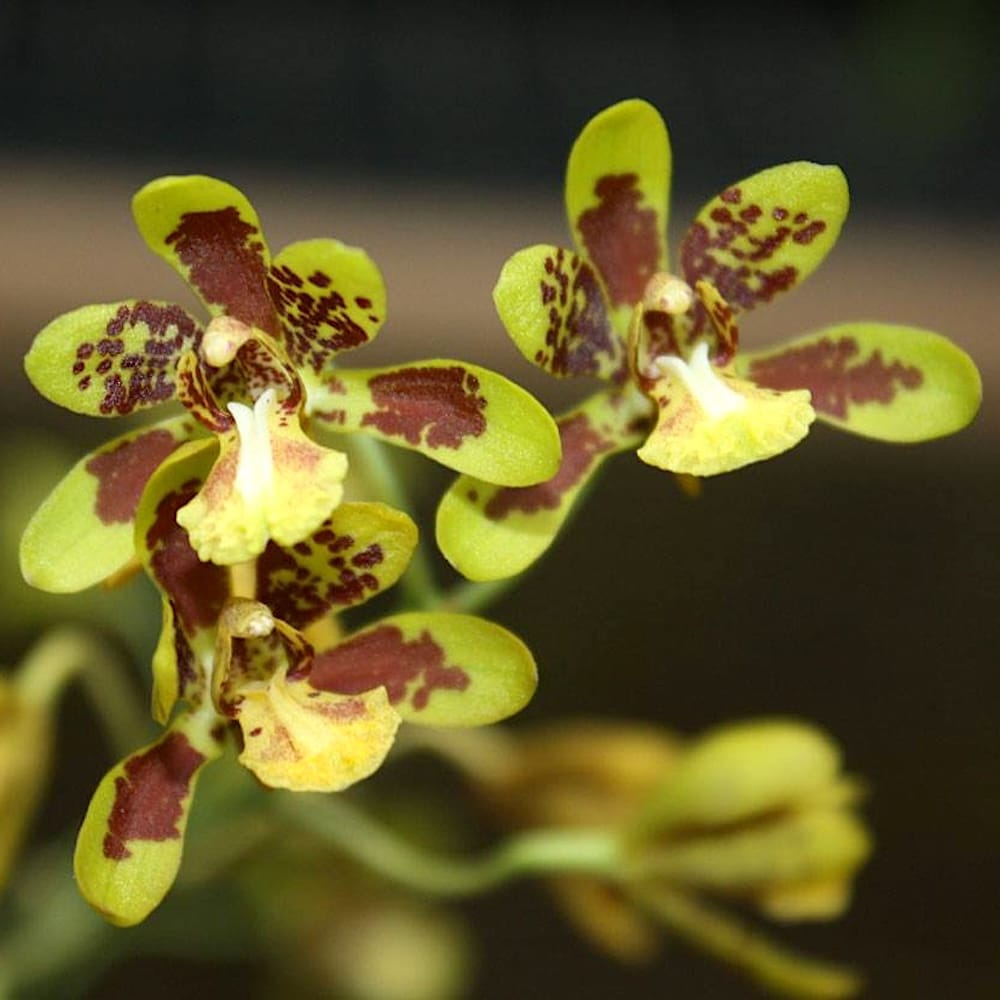 Graphorkis Scriptum Graphorkis concolor var. alphabetica - flori parfumate – Floraria ...