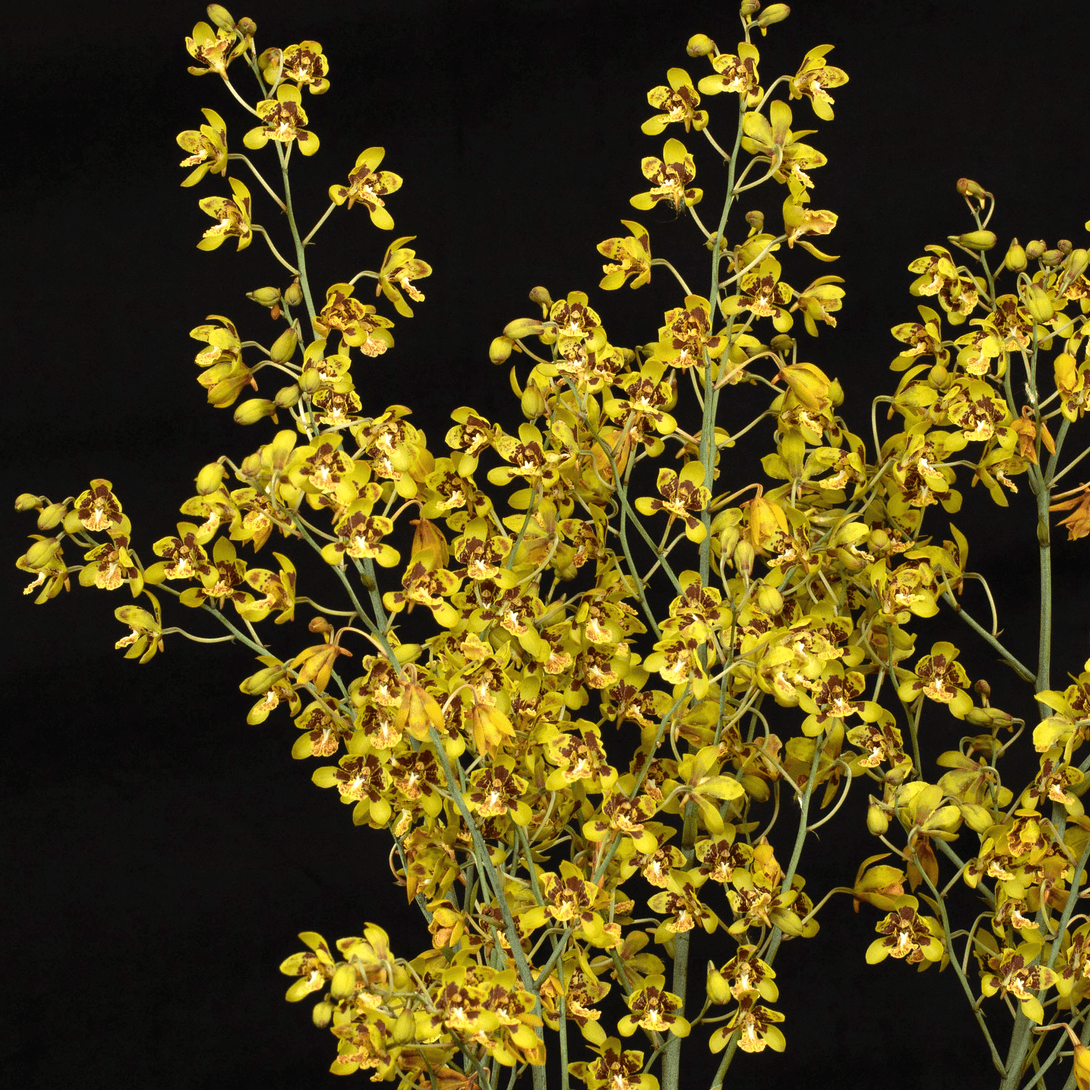 Graphorkis Scriptum Graphorkis concolor var. alphabetica - flori parfumate – Floraria ...