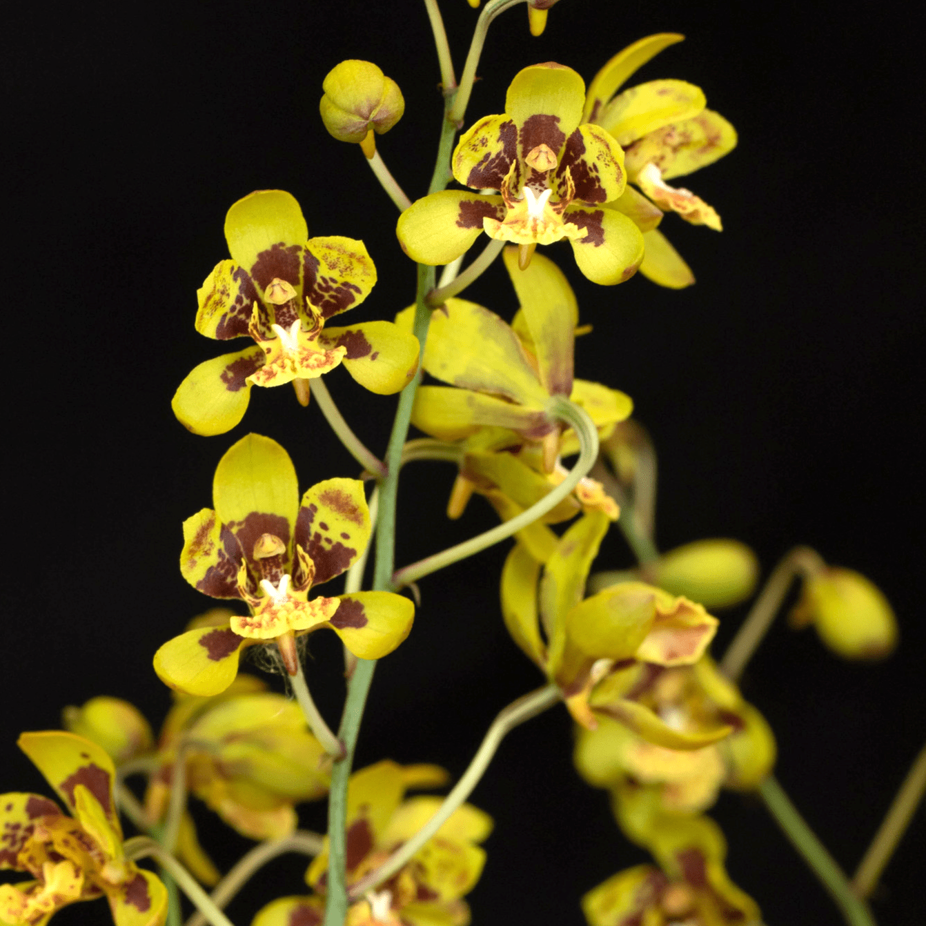 Graphorkis Scriptum Graphorkis concolor var. alphabetica - flori parfumate – Secret Garden ...