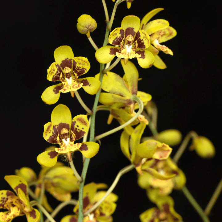 Graphorkis concolor var. alphabetica