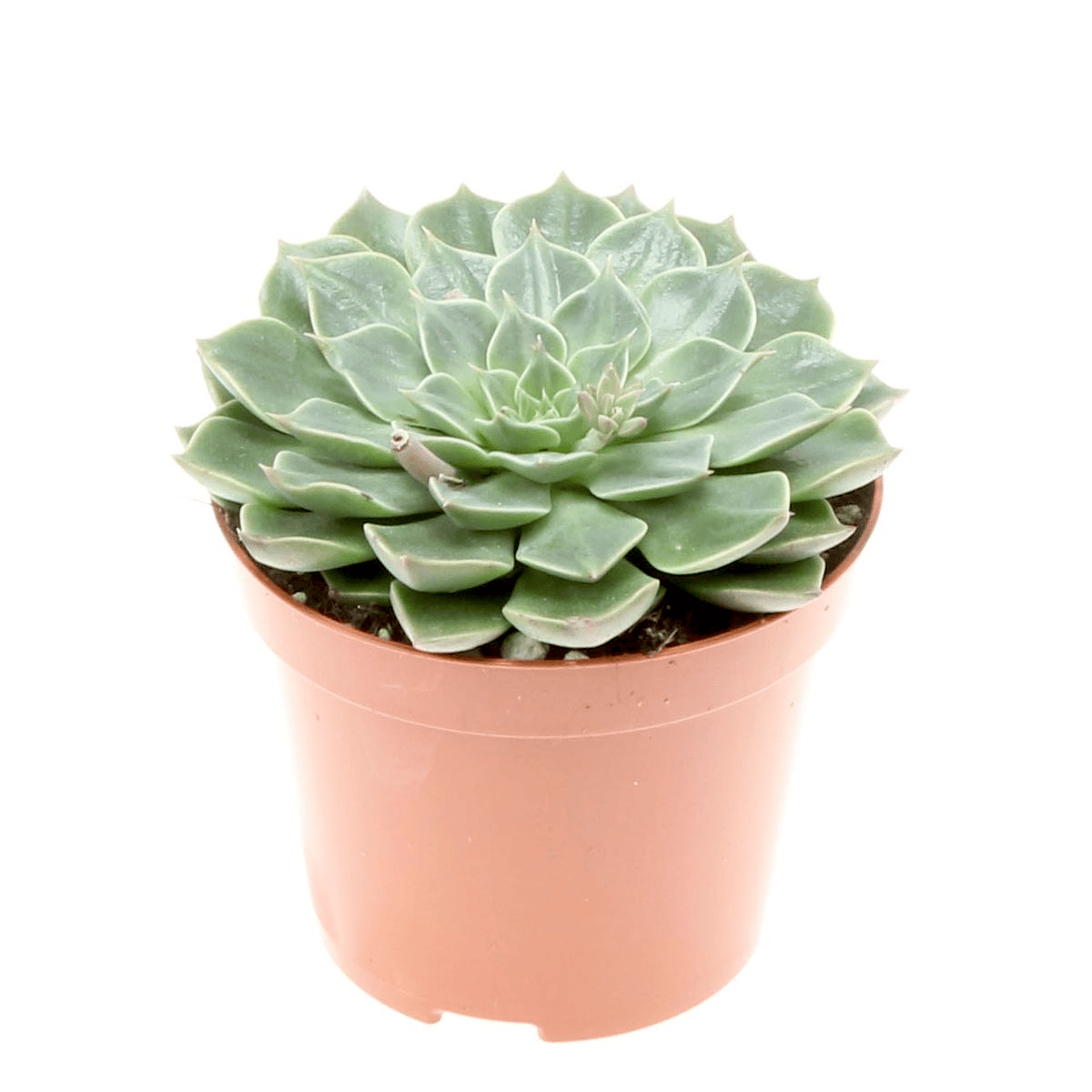 Graptopetalum bellum (Tacitus bellus)