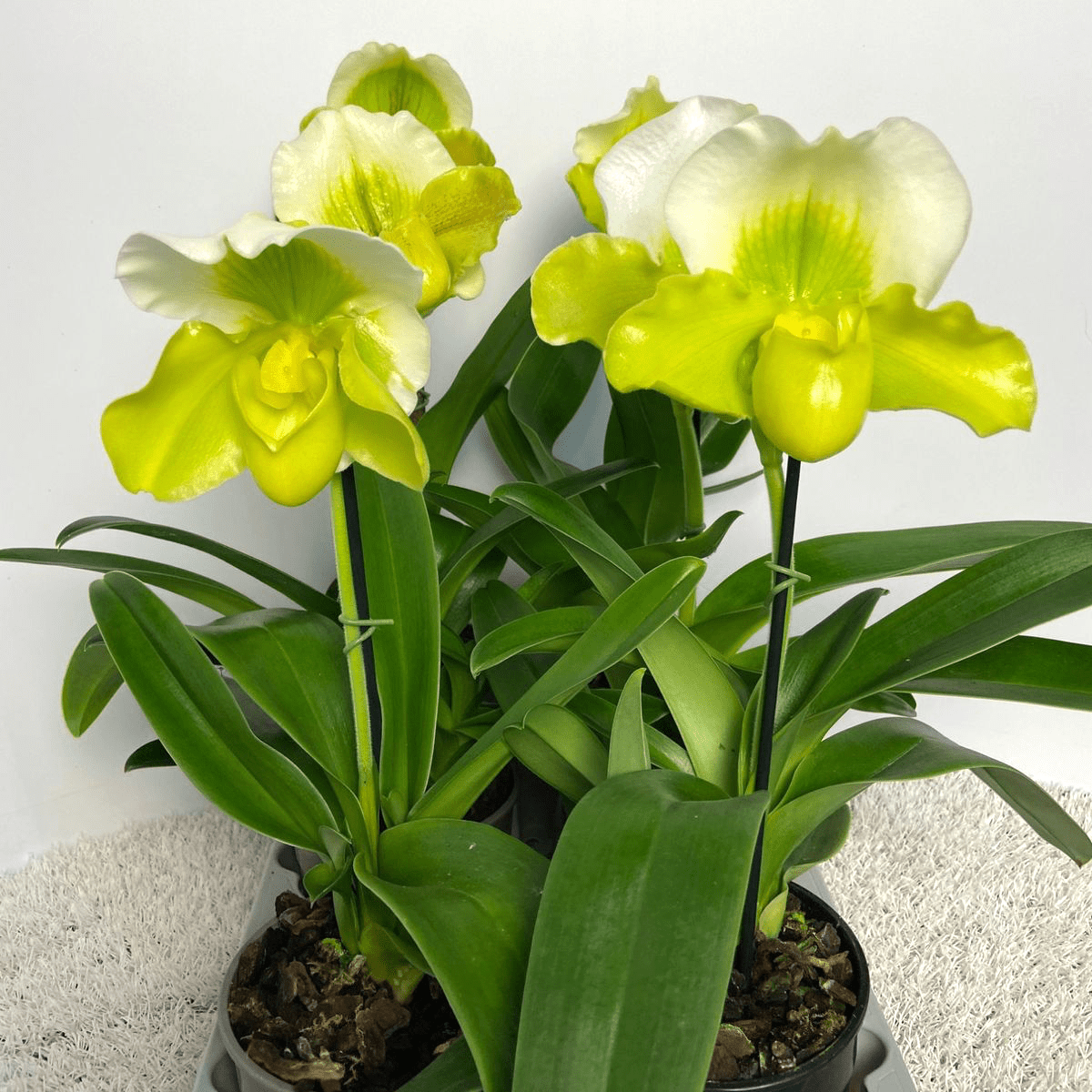 Paphiopedilum Magic Mountain-Honda Gold